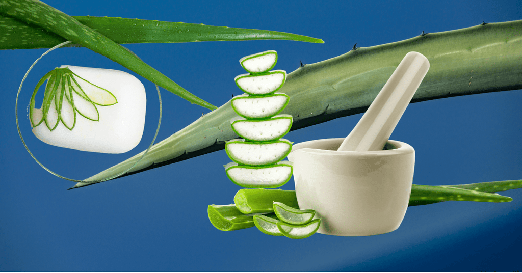 Aloe Vera: Der Alleskönner für deine Hautpflege - CosFair GmbH