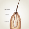 Creme of Nature Coconut Milk Detangling Leave - in Conditioner 250ml - CosFair GmbH